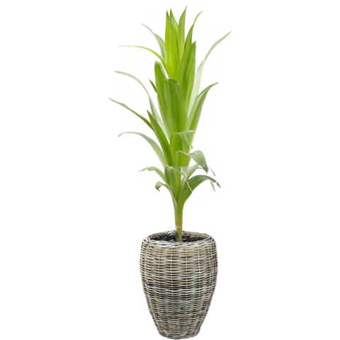 Planten/bloemen mand - rotan - gevlochten riet - D48 x H62 cm - drypot - plantenpot -