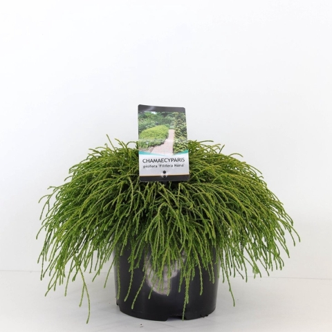 Chamaecyparis pis filifera nana 45 cm - Warentuin natuurlijk