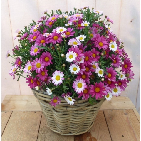 Magriet roze in mand - Warentuin natuurlijk