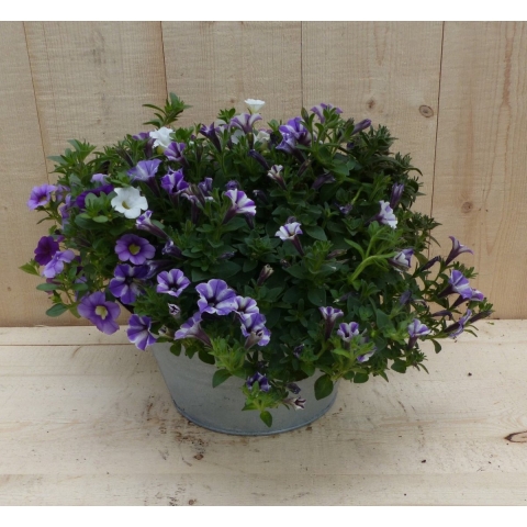 Zinken bakje zomerbloeiers paars/blauw dia. 20 cm - Warentuin natuurlijk