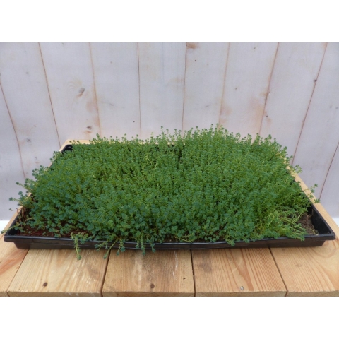 Sedum mat dak in plastic tray 30x50cm - Warentuin natuurlijk