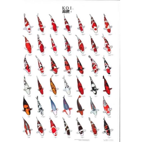 Koiposter nr.1 gelamineerd 68x90 cm Aquadistri - Aquadistri