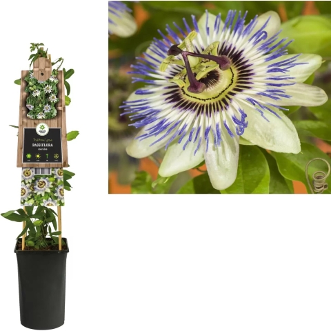 Klimplant Passiflora caerulea 75 cm - Van der starre