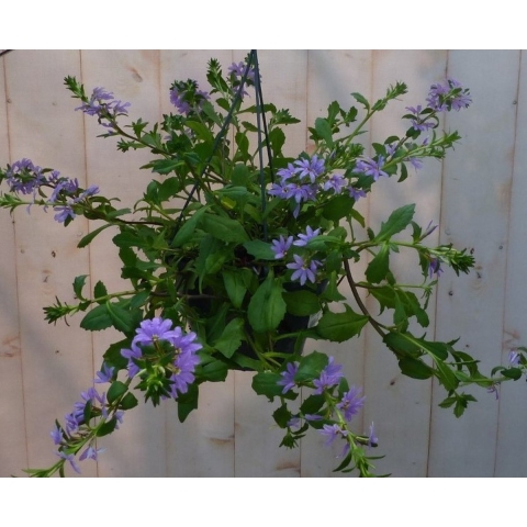 Hangplant Waaierbloem Scaevola - Warentuin natuurlijk