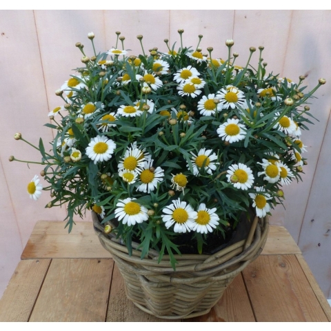 Magriet wit in mand - Warentuin natuurlijk