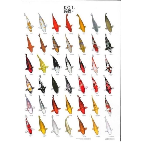 Koiposter nr.2 gelamineerd 68x90 cm Aquadistri - Aquadistri