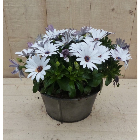 Zinken bakje Spaanse Magriet wit dia. 20 cm - Warentuin natuurlijk