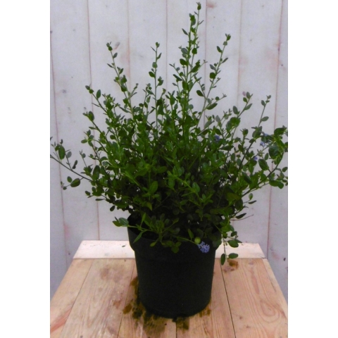 Amerikaanse sering groot - Warentuin natuurlijk