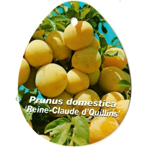 Prunus Domestica Reine Claude d Quillins - Oosterik home