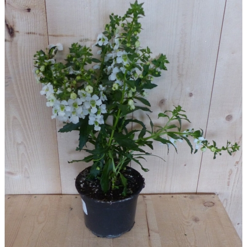3 stuks! Angelonia Angustifolia wit - Warentuin natuurlijk