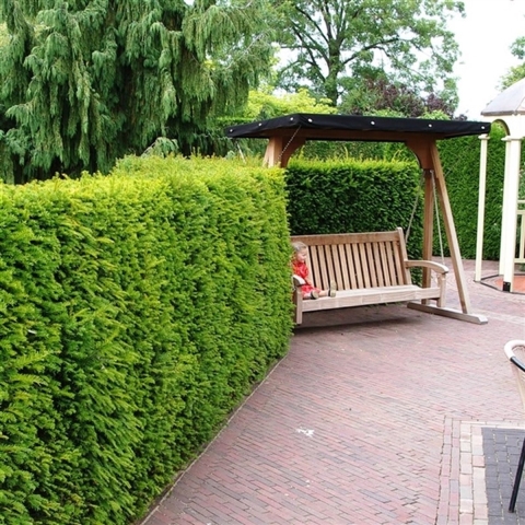 Taxus baccata 30-60 cm - Warentuin natuurlijk