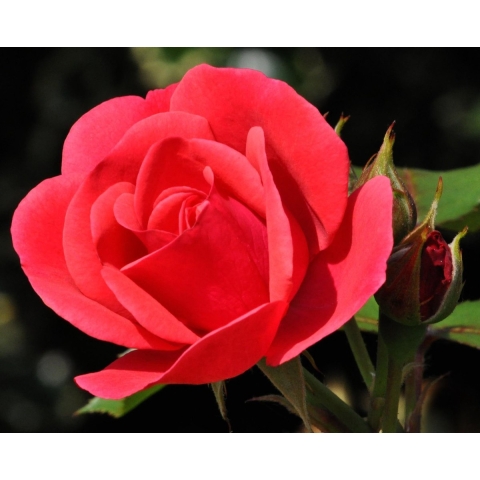Rozen grond aarde 30 liter - Warentuin mix