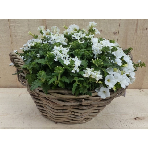 Rieten mand zomerbloeiers wit dia. 30 cm - Warentuin natuurlijk