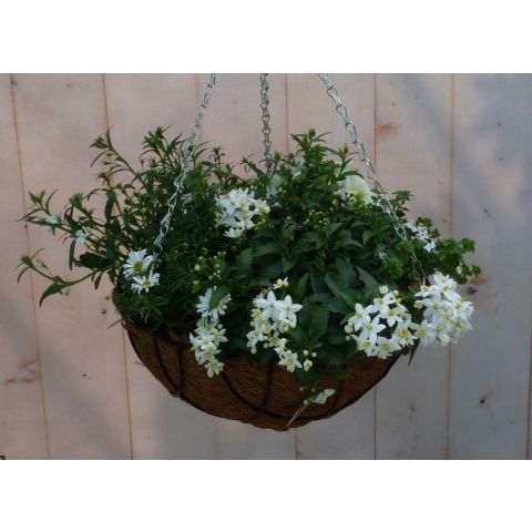 Diverse hangplantjes in kokos hanging basket wit - Warentuin natuurlijk