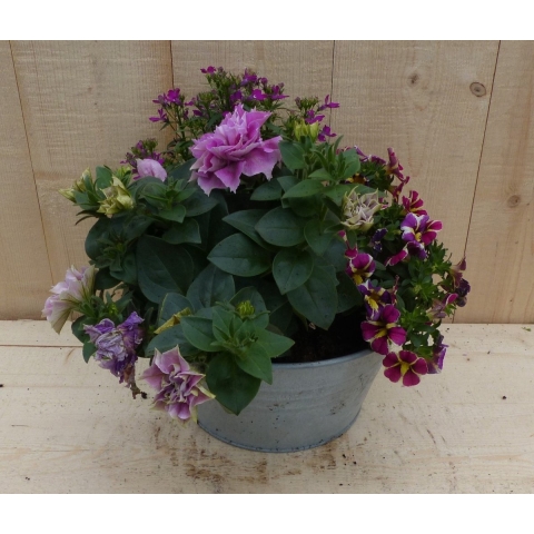 Zinken bakje zomerbloeiers roze dia. 20 cm - Warentuin natuurlijk