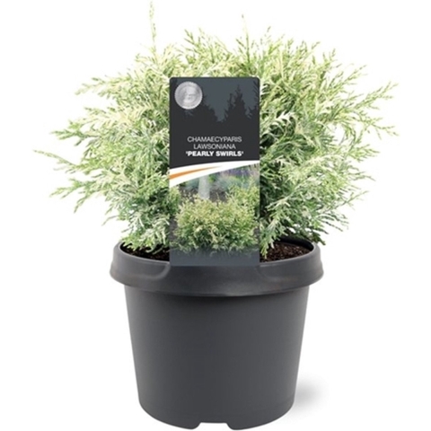 Chamaecyparis law. Pearly Swirls 25-30 cm Conifeer - Warentuin natuurlijk