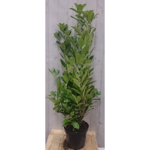 Prunus rotundifolia 130 cm - Warentuin natuurlijk