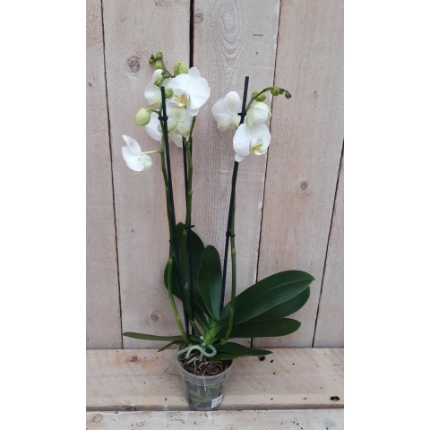 Kamerplant Vlinderorchidee phalaenopsis wit 3 takken - Warentuin natuurlijk
