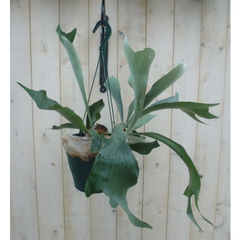 Hangplant Hertshoornvaren - Warentuin natuurlijk