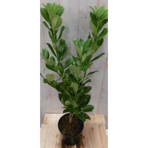 Prunus rotundifolia 70 cm - Warentuin natuurlijk