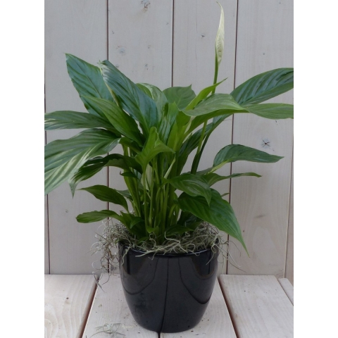 Lepelplant Spathiphyllum zwarte/antraciete pot 40 cm - Warentuin natuurlijk