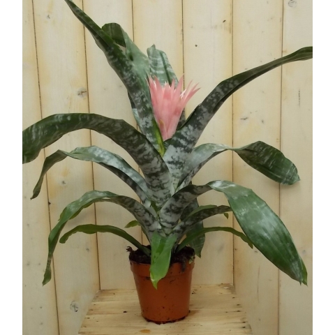 Kokerbromelia roze - Warentuin natuurlijk