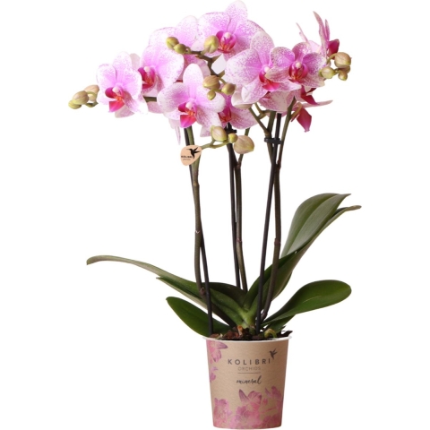 Kolibri Orchids | Roze Phalaenopsis orchidee - Mineral Rotterdam - potmaatØ9cm | bloeiende kamerplant - vers van de kweker