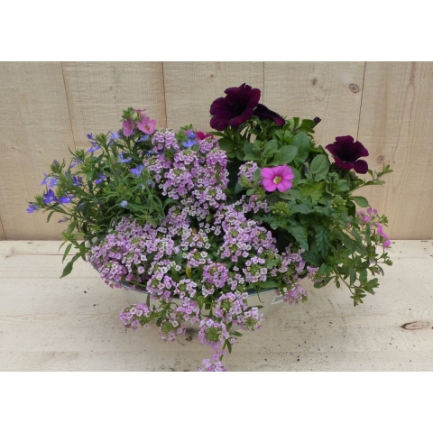 Zinken bak zomerbloeiers roze/paars dia. 30 cm - Warentuin natuurlijk