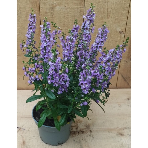 3 stuks! Angelonia Angustifolia paars - Warentuin natuurlijk