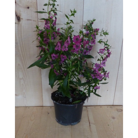 3 stuks! Angelonia Angustifolia roze - Warentuin natuurlijk