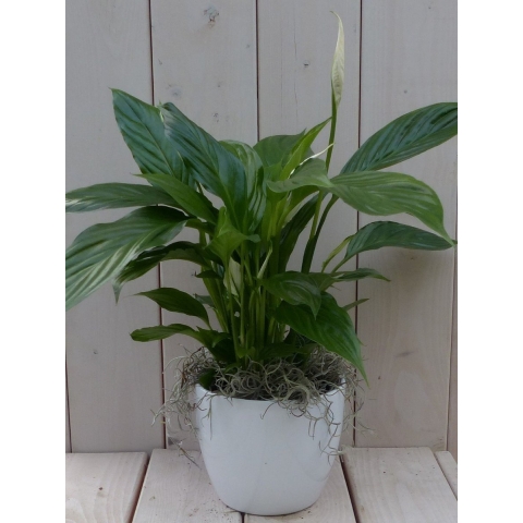 Lepelplant Spathiphyllum witte pot 40 cm - Warentuin natuurlijk