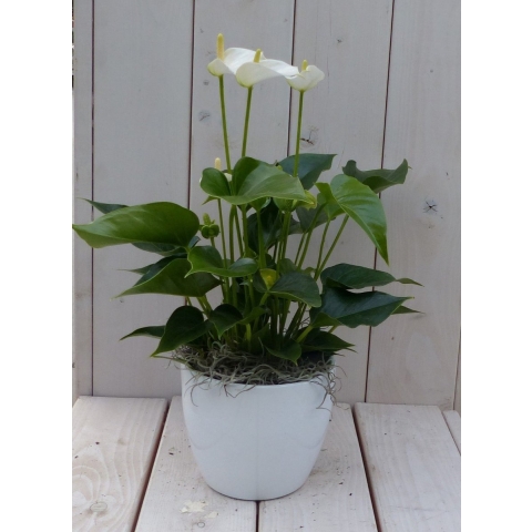 Flamingoplant Anthurium wit in witte pot 40 cm - Warentuin natuurlijk