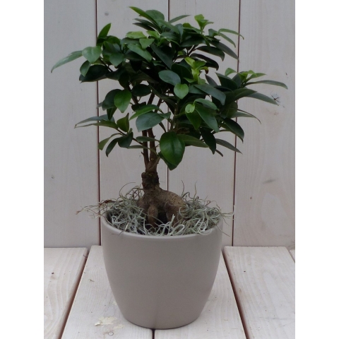 Bonsai Ficus microcarpa taupe pot 30 cm - Warentuin natuurlijk