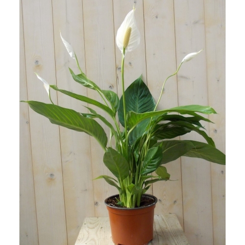 Lepelplant Spathiphyllum 80 cm - Warentuin natuurlijk