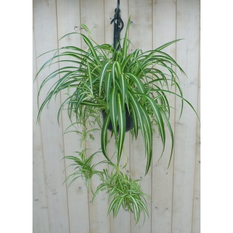 Hangplant Graslelie - Warentuin natuurlijk
