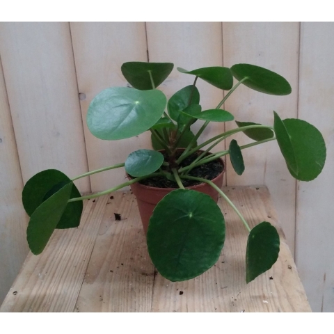 Pannekoekplant - Warentuin natuurlijk