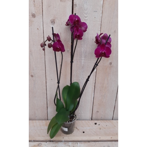Kamerplant Vlinderorchidee phalaenopsis roze 3 takken - Warentuin natuurlijk