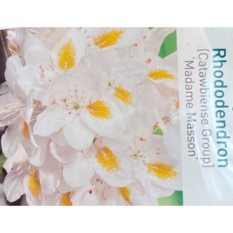 Rhododendron Madame Masson - Warentuin natuurlijk