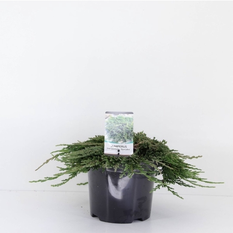 Juniperus hor pancake 30 cm - Warentuin natuurlijk