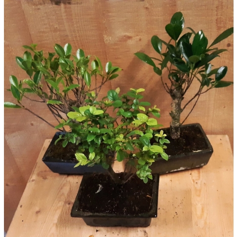 Bonsai boompje Assortiment 1 stuk kamerplant - Warentuin natuurlijk