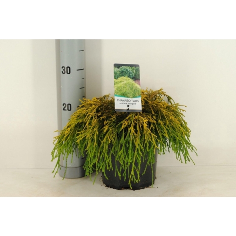 Chamaecyparis pis sungold 30 cm - Warentuin natuurlijk