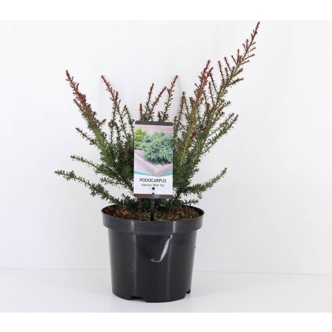 Podocarpus lawrencei red tip - Warentuin natuurlijk