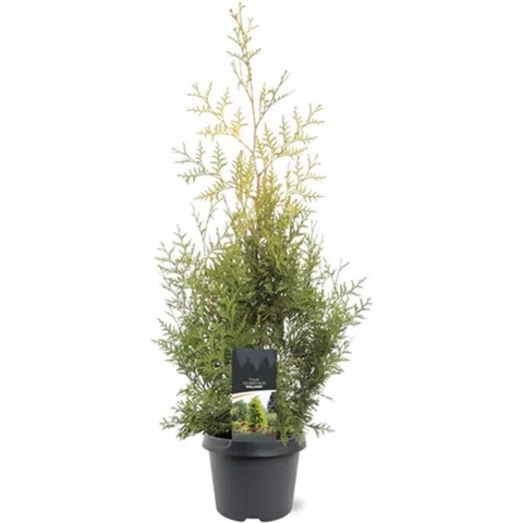Thuja occidentalis Salland 60-80 cm Conifeer - Warentuin natuurlijk