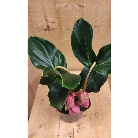 Trosbloem roze Medinilla Magnifica 2 stelen 2 bloemen kamerplant - Warentuin natuurlijk