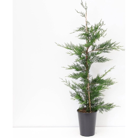 Cupressocyparis leylandii 80-125 cm - Warentuin natuurlijk