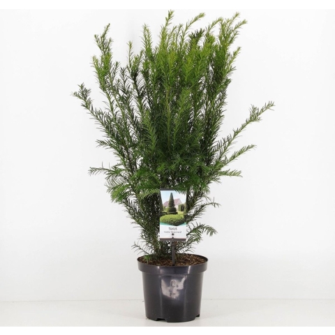 Taxus media groenland 50-60 cm - Warentuin natuurlijk