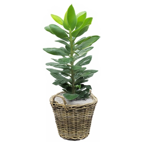 Planten/bloemen mand met hengsels - rotan gevlochten -D42 x H32 cm -plantenpot/plantenmand -