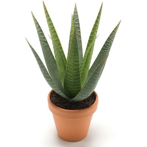 Kunstplant Aloe Vera - groen - in terracotta pot - 23 cm -