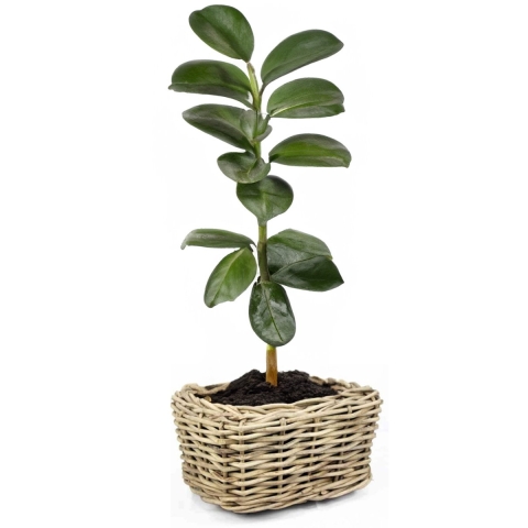 Planten/bloemen mand - rechthoekig - rotan - gevlochten riet - 49 x 37 x 30 cm - drypot -