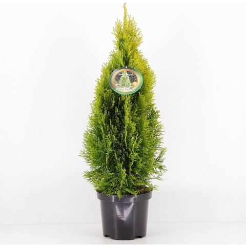 Thuja occidentalis golden smaragd - Warentuin natuurlijk